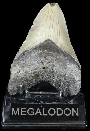 Megalodon Tooth - North Carolina #49523